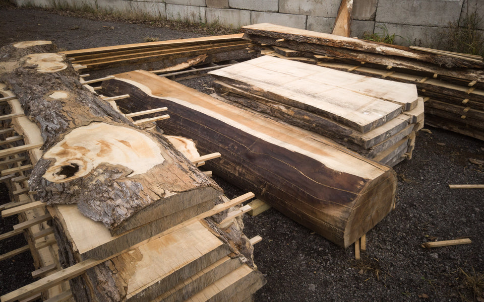 SUGAR MAPLE